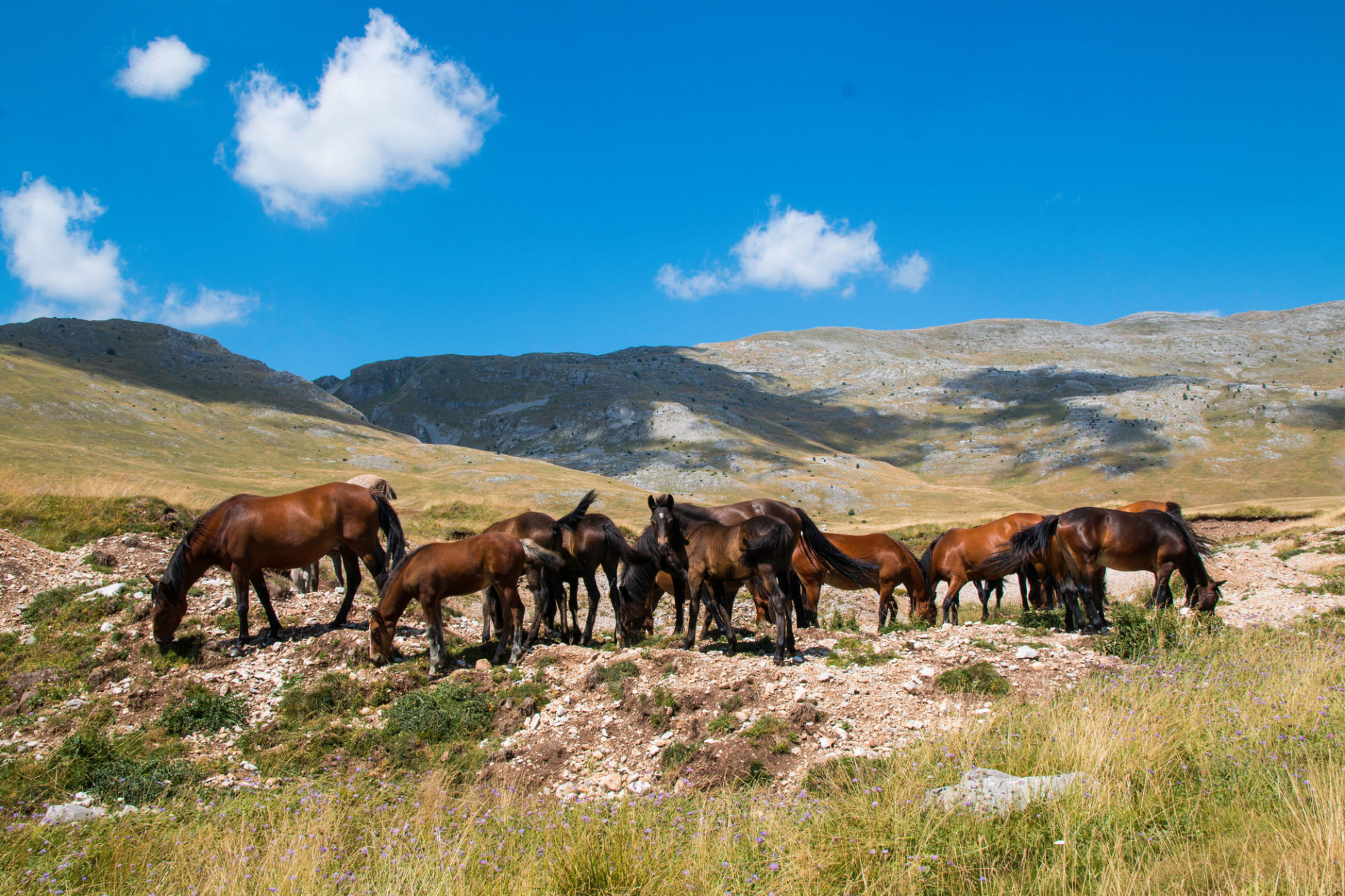 chevaux-bjelasnica-mountain